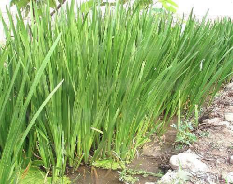 黄菖蒲黄花鸢尾